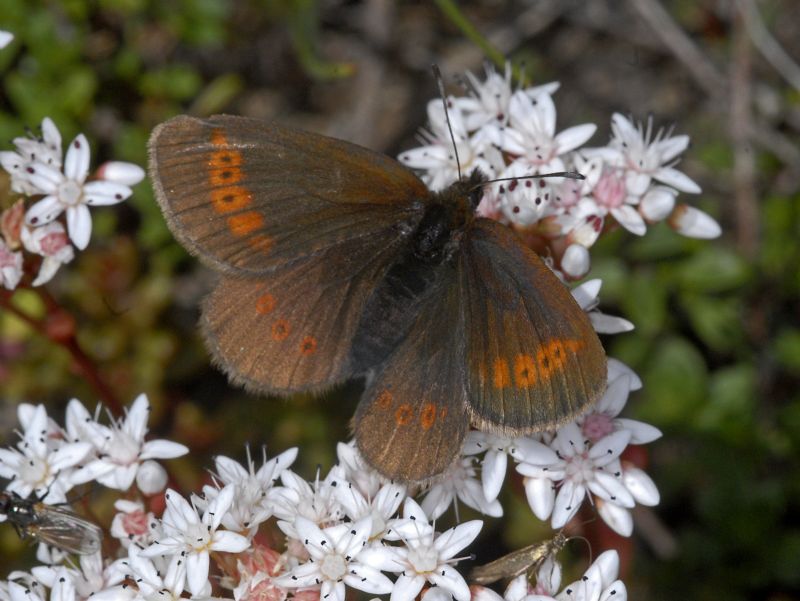 Ancora Erebia da identificare - Erebia melampus